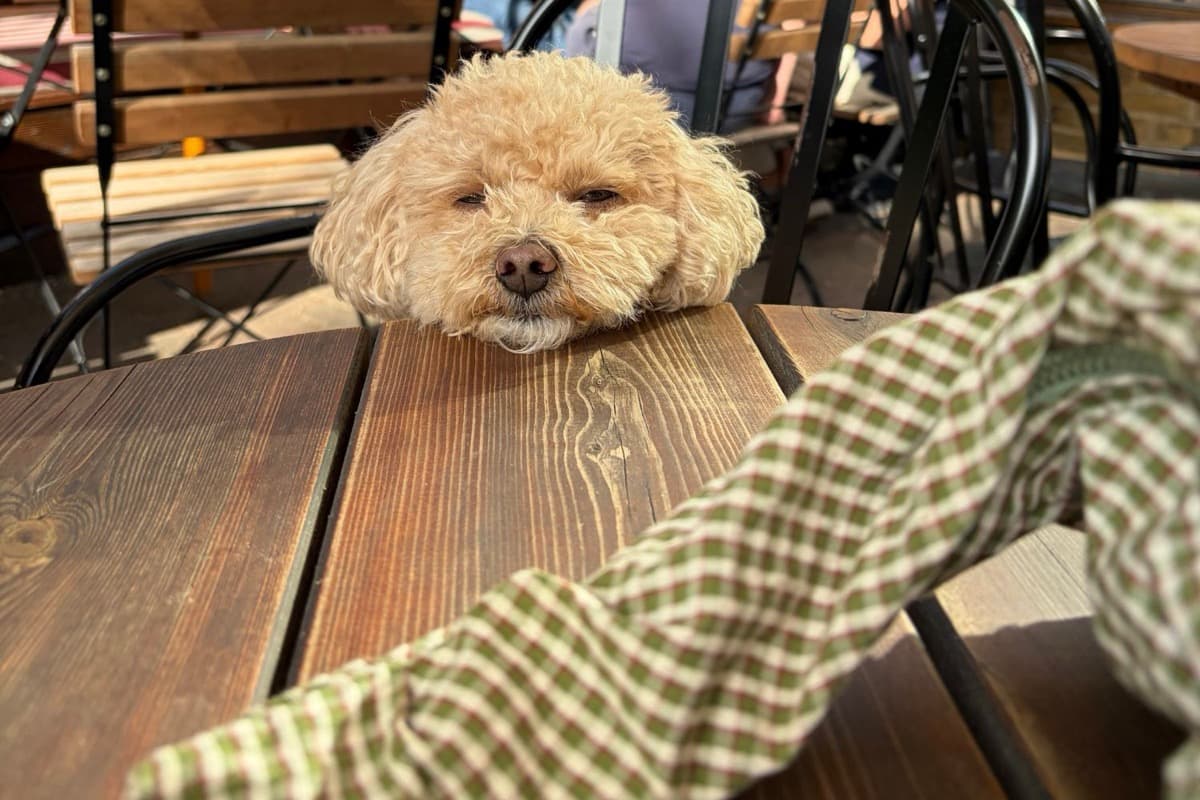 Bobby resting her chin on a pub garden table, looking sleepy