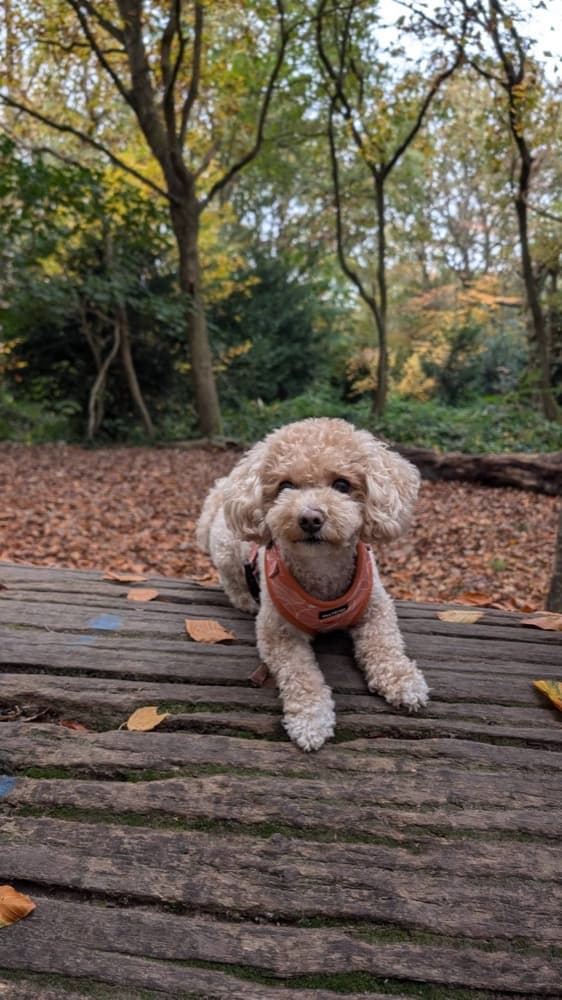 Bobby lying on a wooden boardwalk in autumn woods, wearing an orange harness